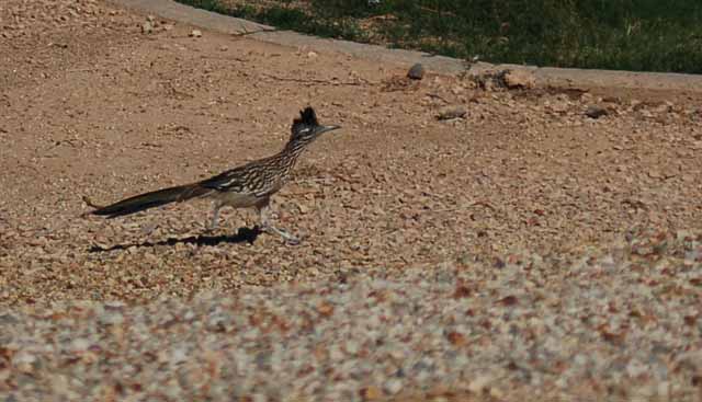 a neighborhood roadrunner